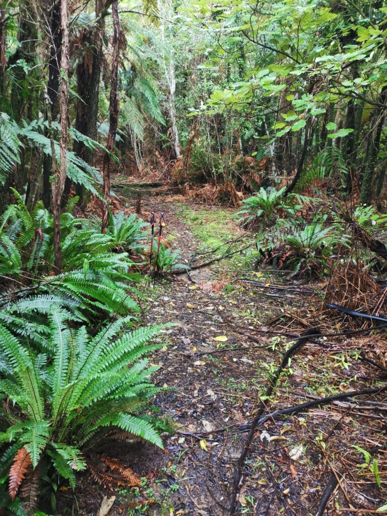 Read more about the article Kaimango Road to Waitomo