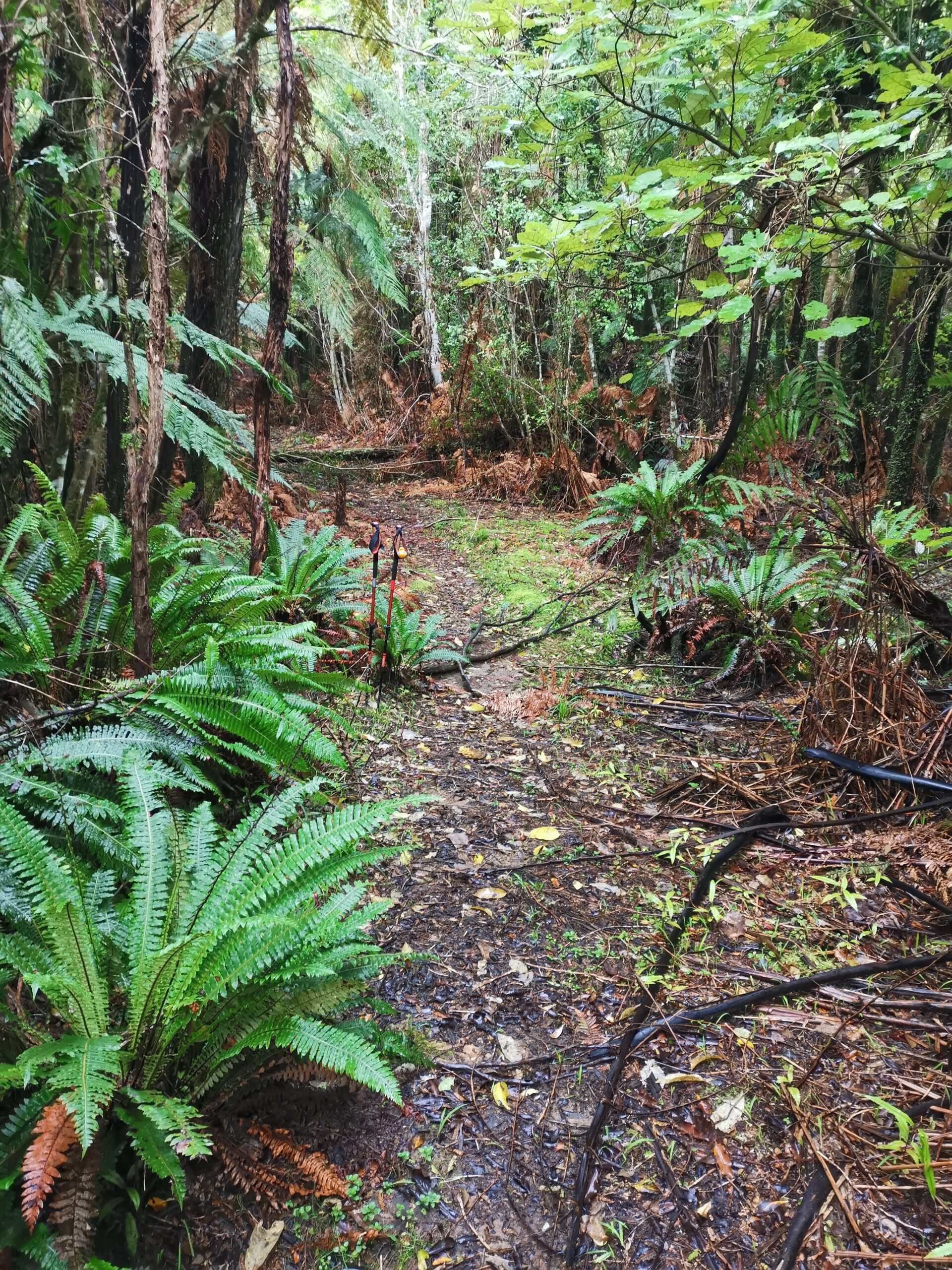 You are currently viewing Kaimango Road to Waitomo