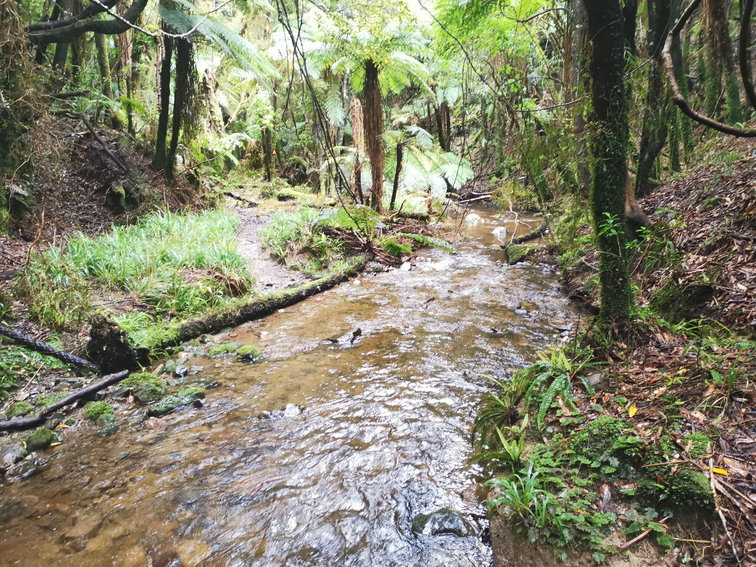 You are currently viewing Tokomaru Shelter to Poads Road