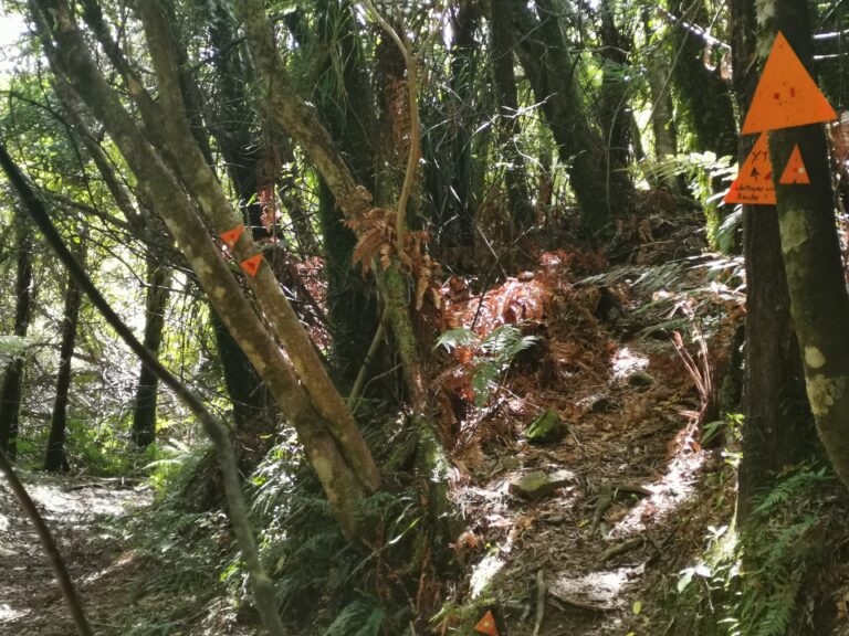 Read more about the article Otaki Forks to Waitewaewae hut