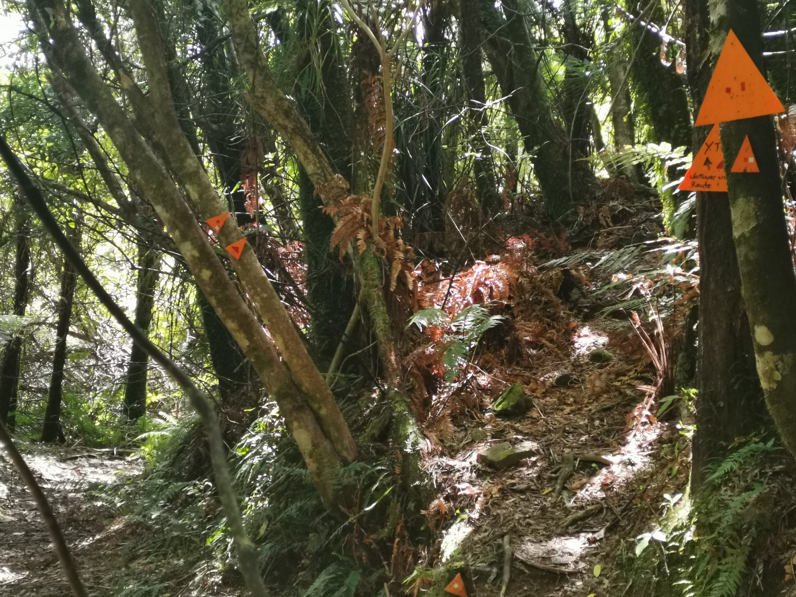 You are currently viewing Otaki Forks to Waitewaewae hut