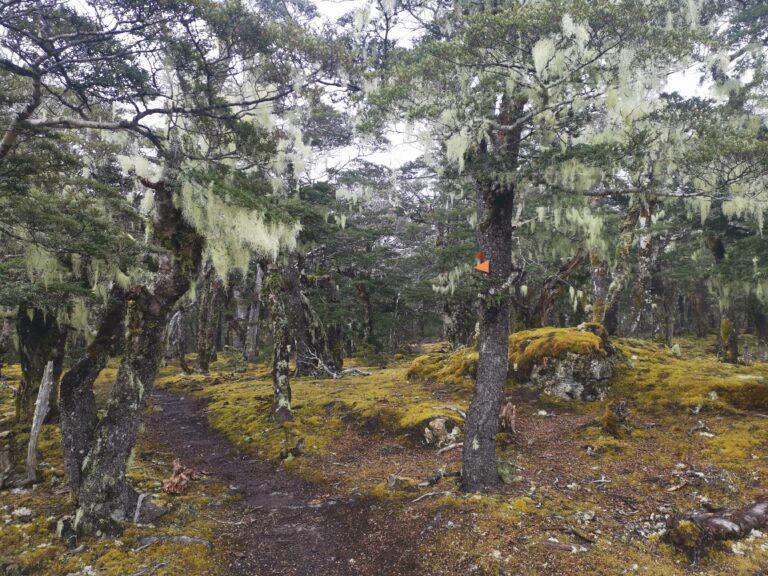 Read more about the article Red Hills Hut to St Arnauds