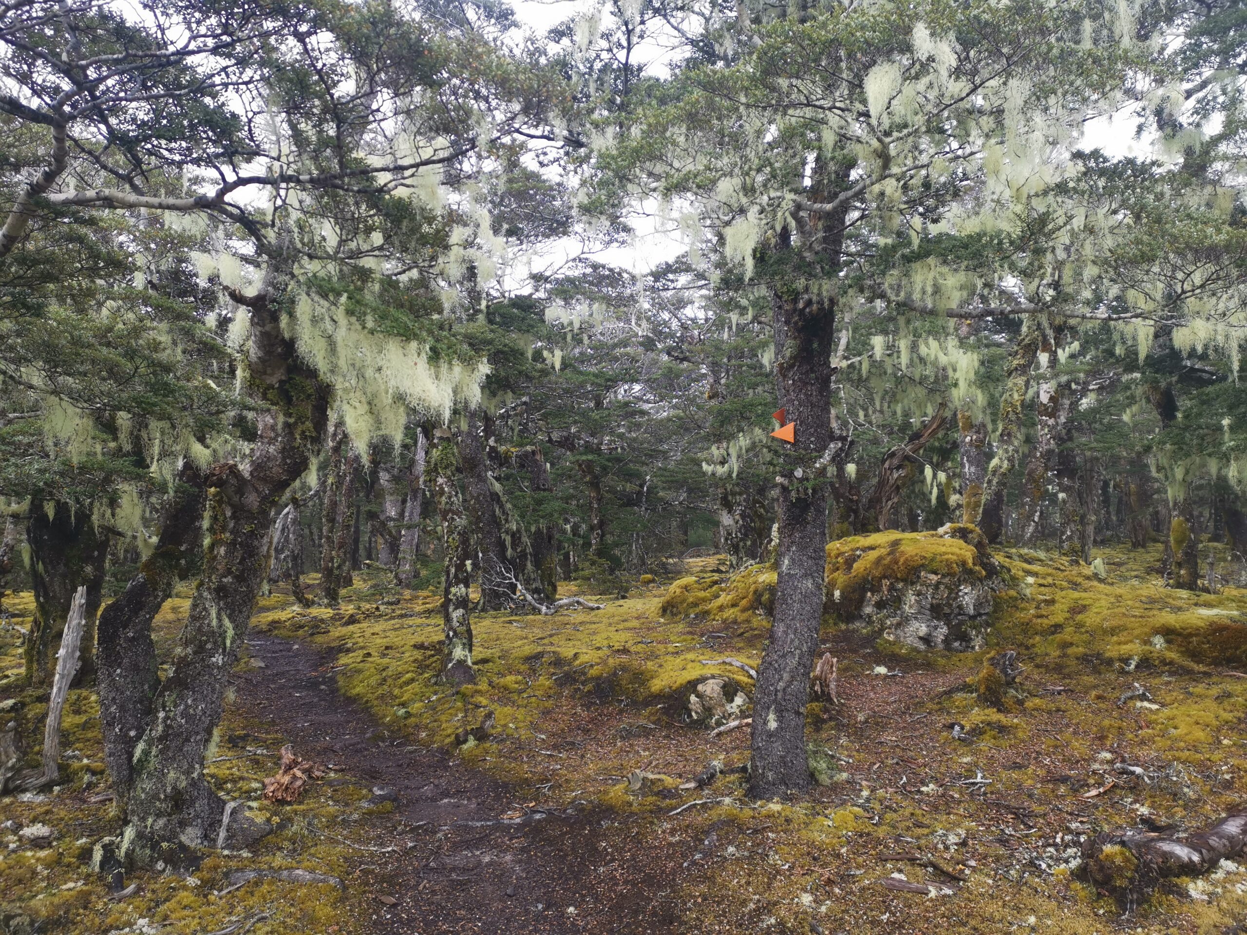 You are currently viewing Red Hills Hut to St Arnauds