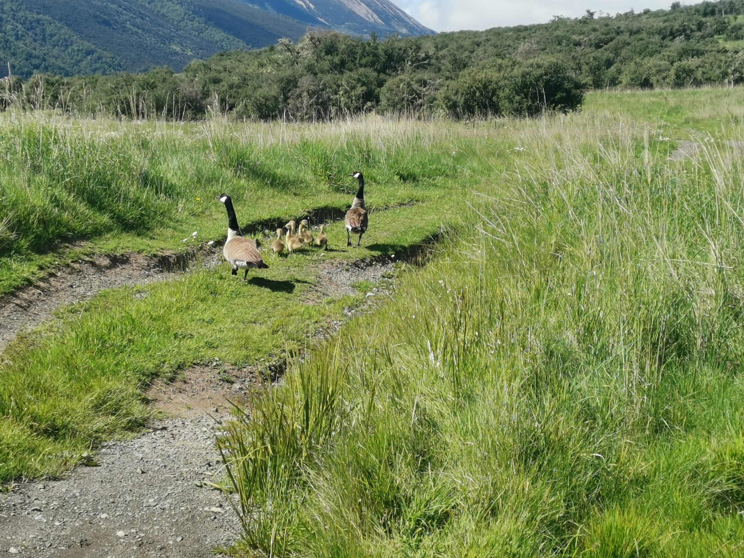 You are currently viewing Waiau Hut to Anne Hut (Waiau)